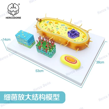 Mikrobų ir Bakterijų Stiprinimo Modelio, Trisection Virusas Mikrostruktūros, Ląstelių Mėginys, Chromosomų DNR, Biomedicinos Modelis